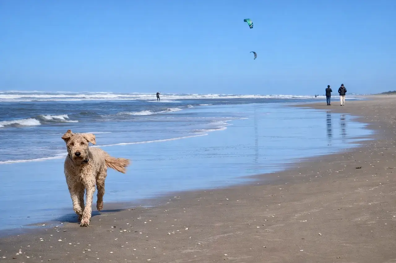 Dog on the beach at Bergen aan Zee
