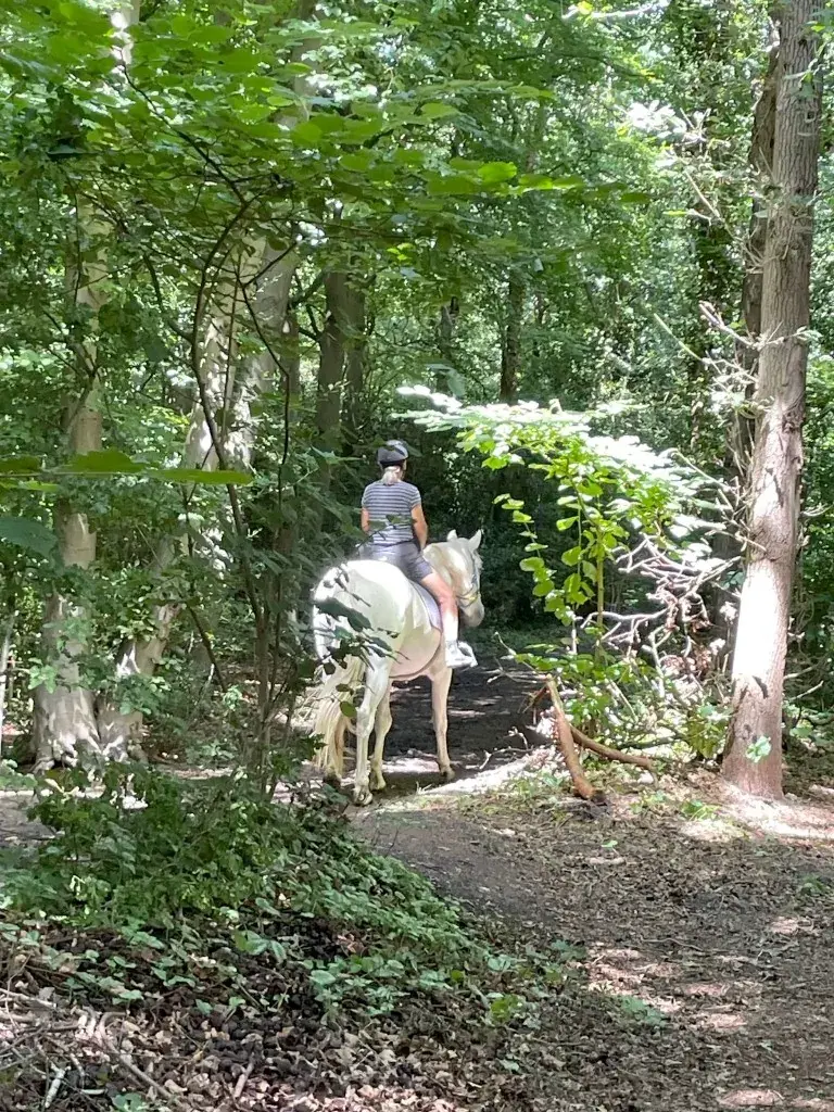 Rider on a white horse on a wooded trail