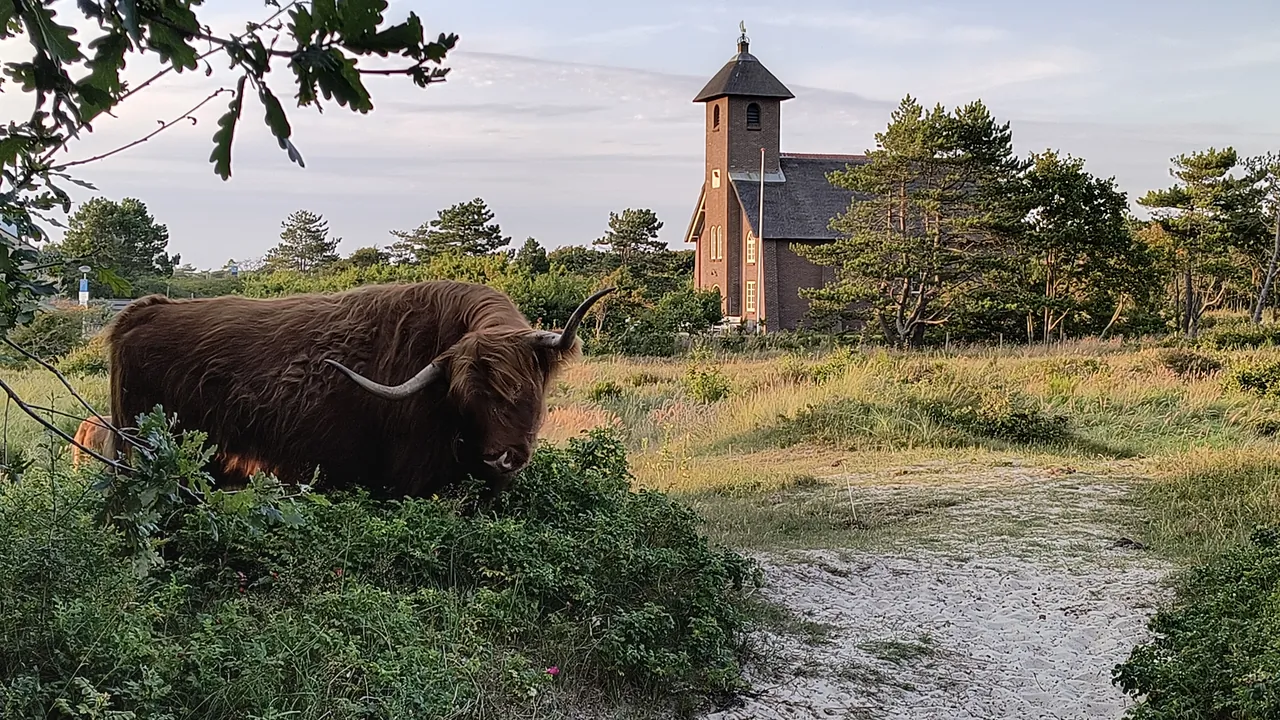 Highland cattle in the dunes near Bergen aan Zee
